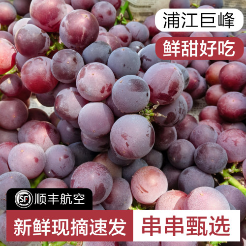 浦江巨峰葡萄新鲜采摘孕妇水果浙江马陆葡萄5斤整串送礼顺丰冷链