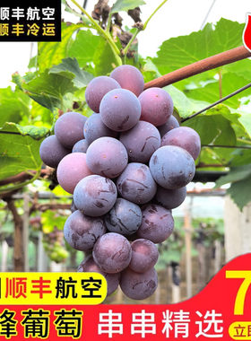 浦江巨峰葡萄新鲜采摘孕妇水果浙江马陆葡萄5斤整串送礼顺丰冷链