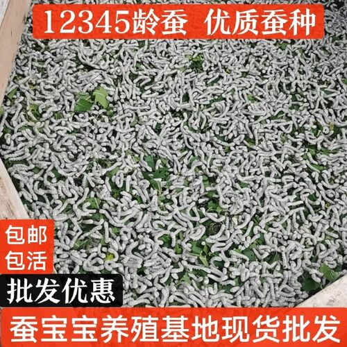 蚕宝宝批发活体蚕卵12345龄巨型蚕学生养蚕套装白金色蚕卵金丝蚕