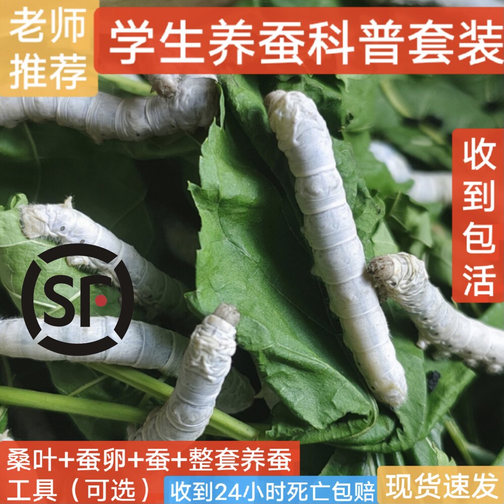 蚕宝宝活体蚕卵12345龄巨型蚕彩色学生养蚕套装蚕卵金丝蚕卵
