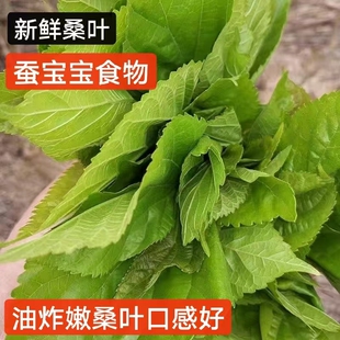 蚕宝宝食物新鲜桑叶12345龄蚕宝养蚕工具学生套装蚕卵金丝蚕