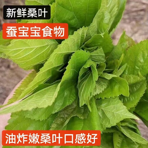 蚕宝宝食物新鲜桑叶12345龄蚕宝养蚕工具学生套装蚕卵金丝蚕