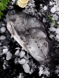 野生海參斑魚超大整條去臟圓鰭魚冷凍生鮮海鮮水產新鮮順豐包郵圖片