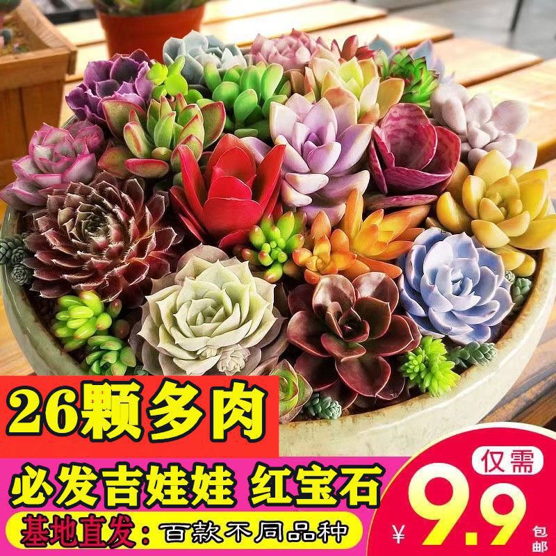 多肉植物组合盆栽办公室