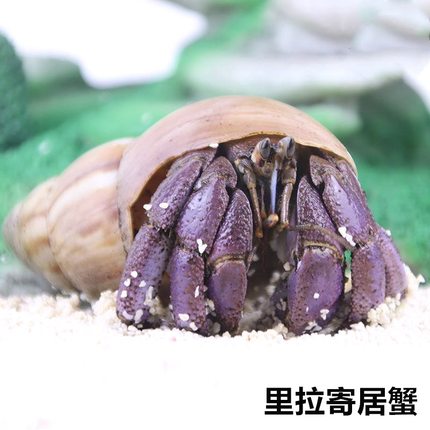 小螃蟹宠物寄居蟹宠物用品观赏深水蟹小房子食盆玻璃缸椰土淡水壳