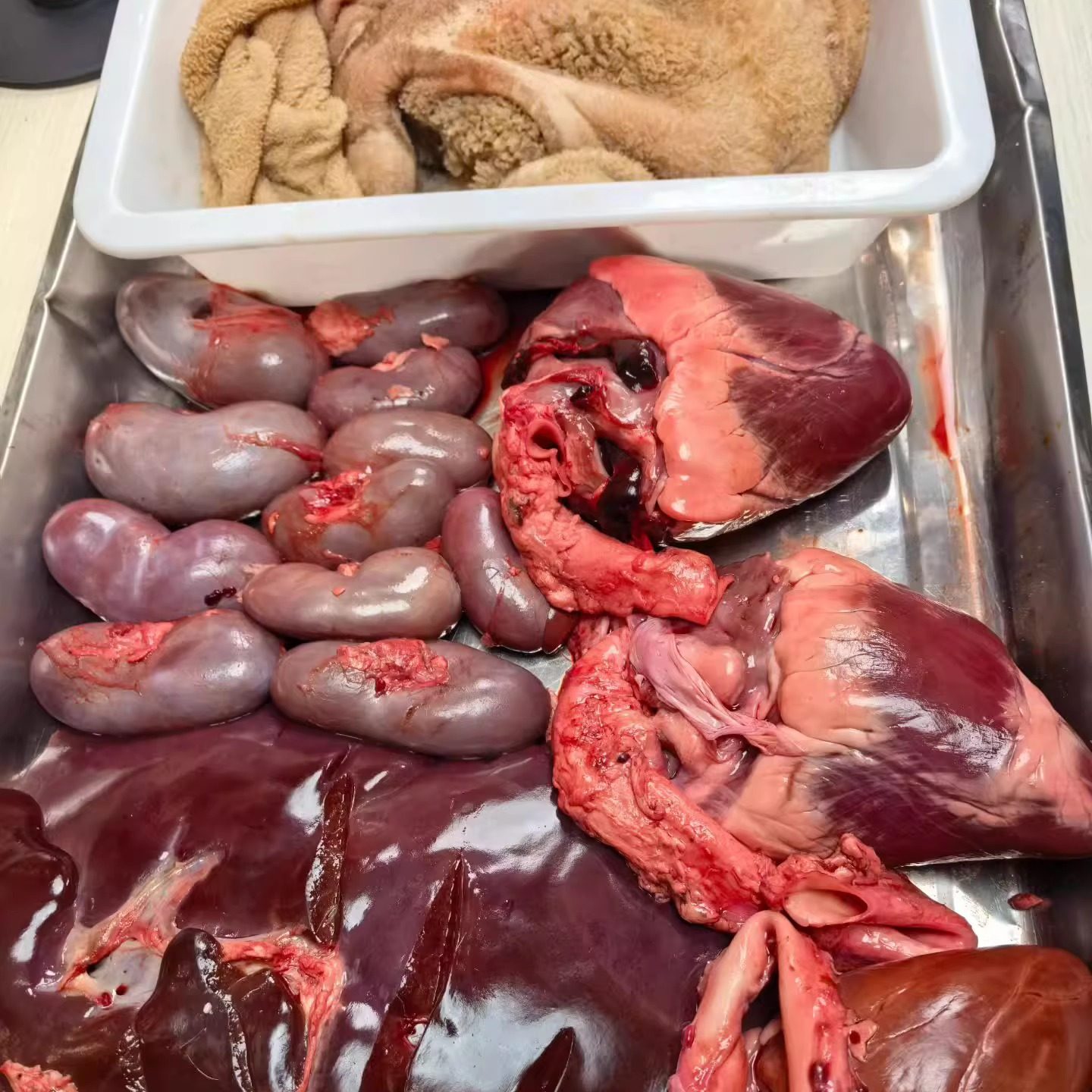 梅花鹿鹿肚鹿肝鹿心鹿肾鹿腰子整个生鲜现杀新鲜保真空运内脏包邮