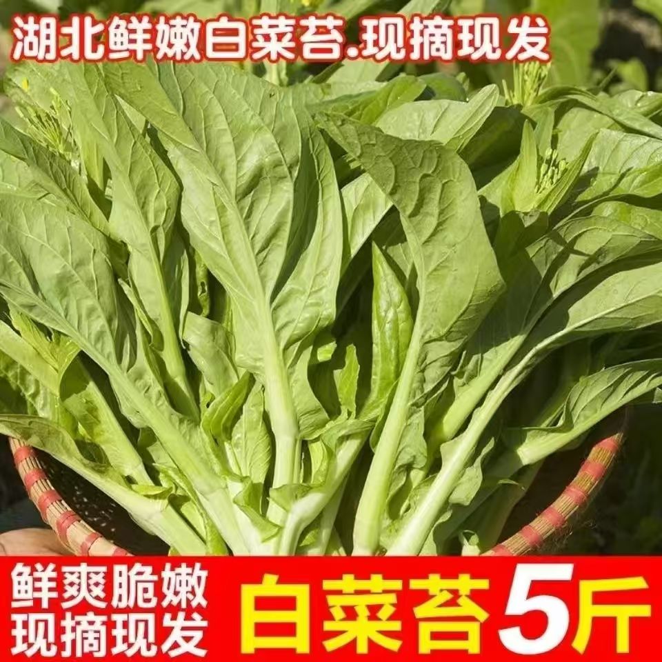 湖北新鲜白菜苔 时令蔬菜心农家高山露天种植口感脆嫩无茎 红菜苔