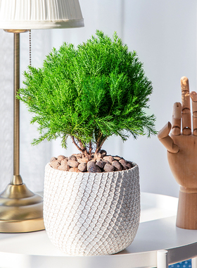 【放青松】雾松盆栽植物室内绿色植物耐寒四季常青雾凇好养绿植花