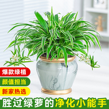 金边吊兰盆栽室内四季常青植物办公室桌面好养耐阴垂吊绿植花卉