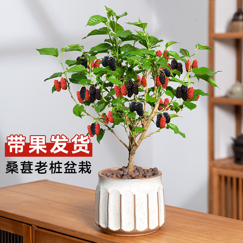 带果桑葚树苗盆栽室外阳台庭院好养易活老桩植物四季常青绿植花卉