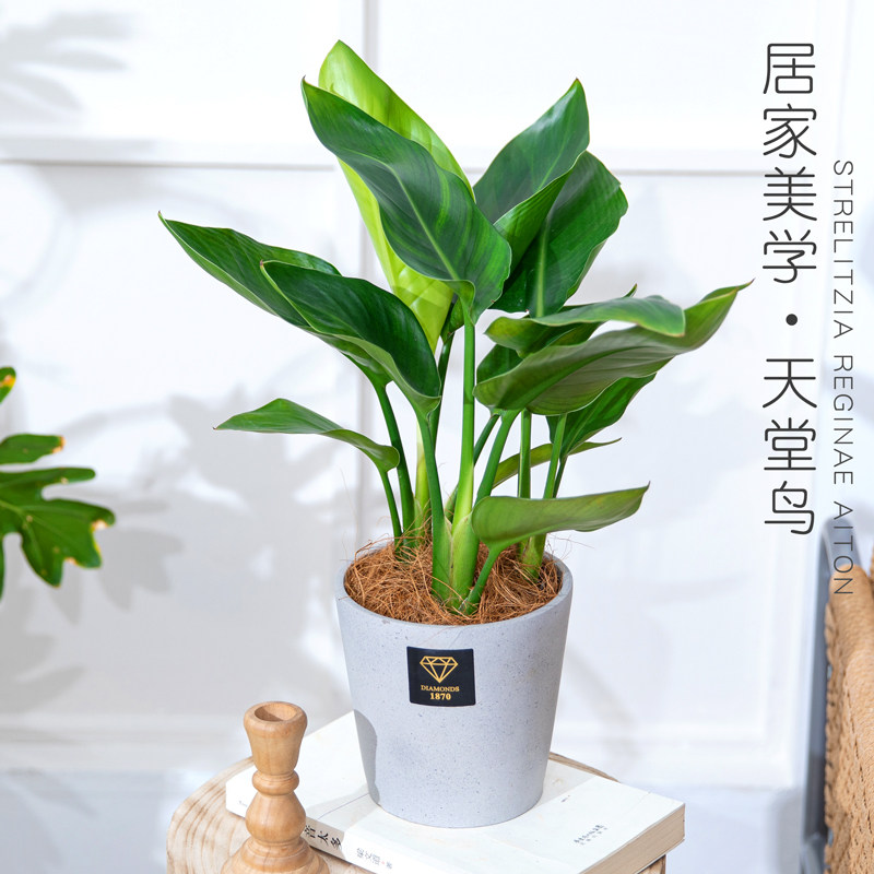 天堂鸟盆栽办公室内桌面好养易活盆景客厅净化空气植物鹤望兰绿植