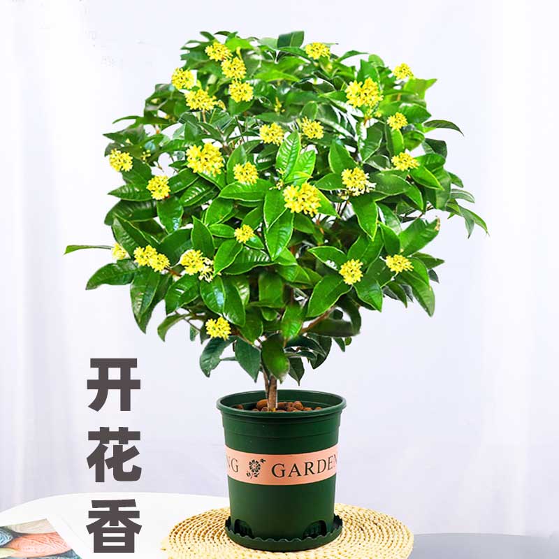 植物状元红价格 植物状元红图片 星期三