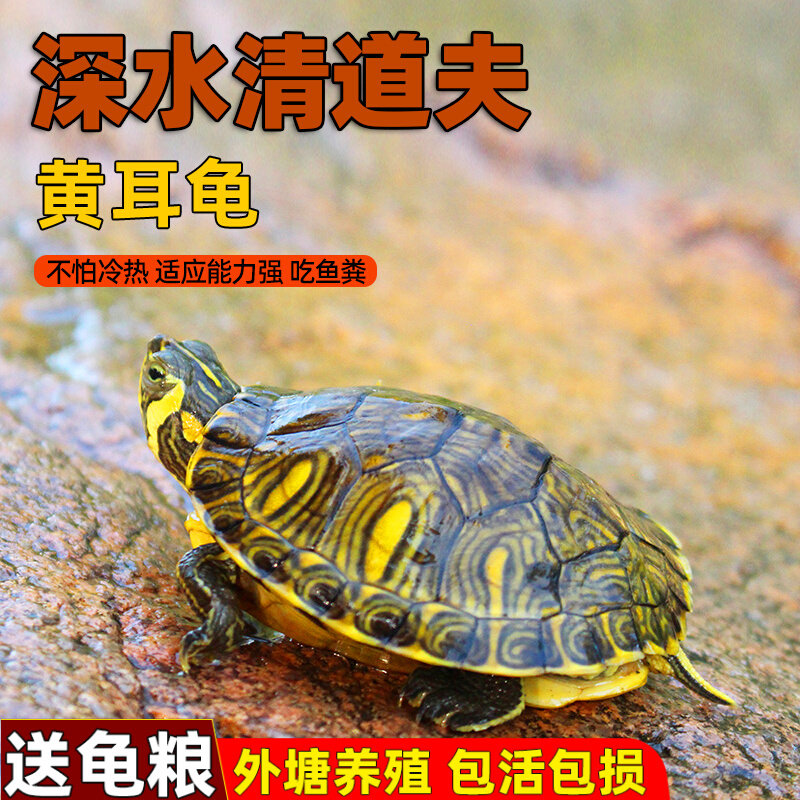 黄耳龟深水龟鱼缸混养小乌龟活物冷水龟淡水观赏龟长寿招财吃粪龟_虎窝淘