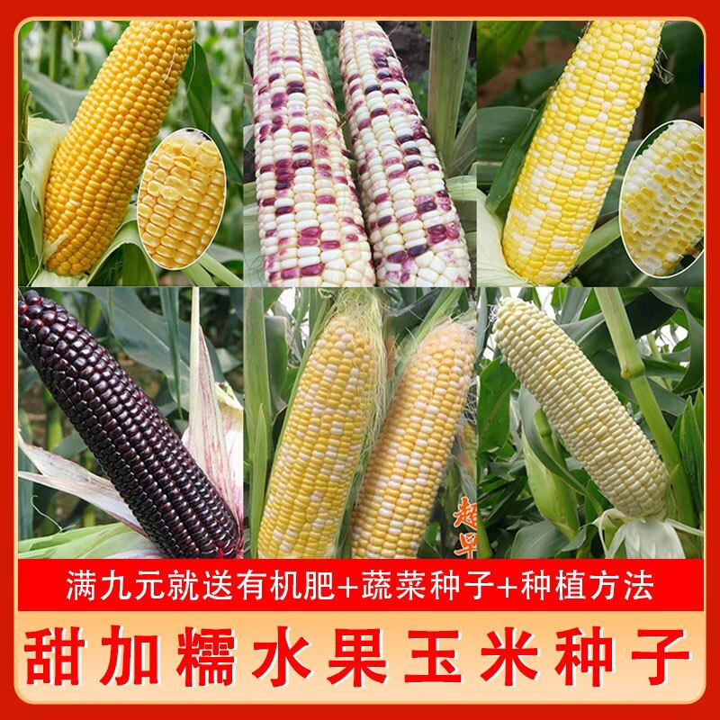 超甜水果糯玉米种子农家