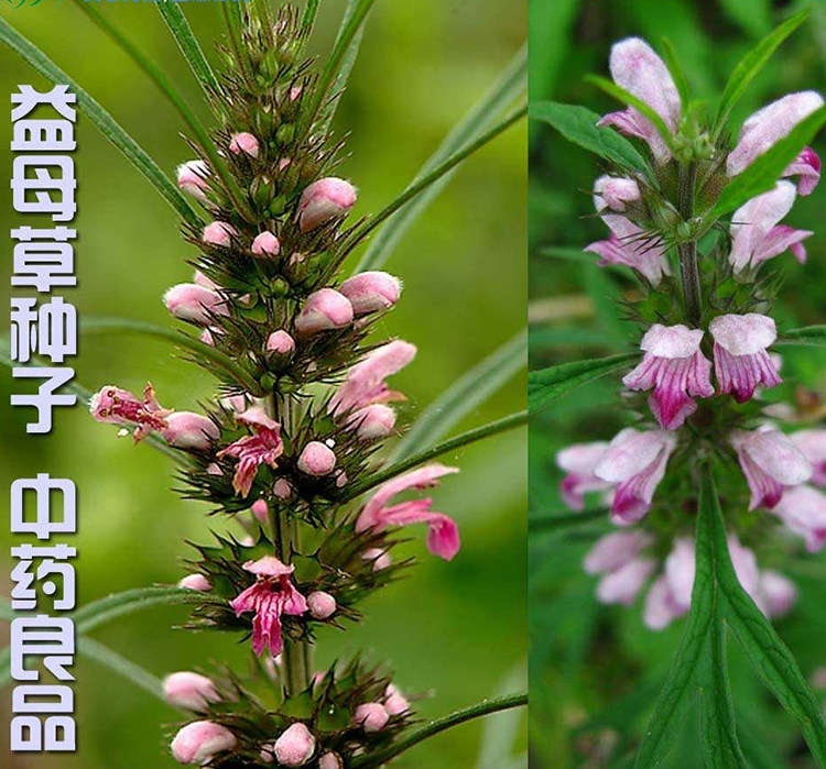 野外益母草种子紫花白花入药食用芽苗菜籽 春秋四季阳台盆栽包邮