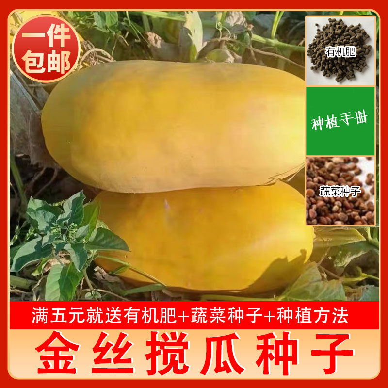 金丝搅瓜种子凉拌粉丝瓜鱼翅瓜种籽绞瓜黄金瓜西葫芦南瓜蔬菜种孑