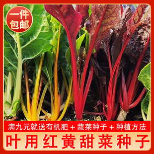 甜菜金叶红叶甜菜种子白梗莙荙菜牛皮菜根达菜阳台盆栽专用蔬菜籽