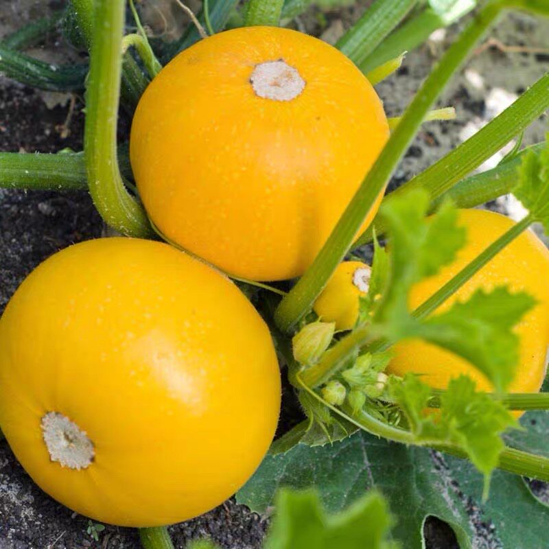 金珠西葫芦种子黄皮圆形角瓜春季秋冬四季阳台盆栽蔬菜种籽包邮