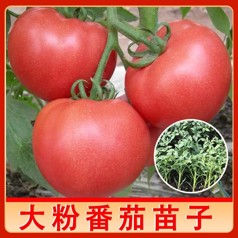 毛粉西红柿种籽苗子春季阳台盆栽