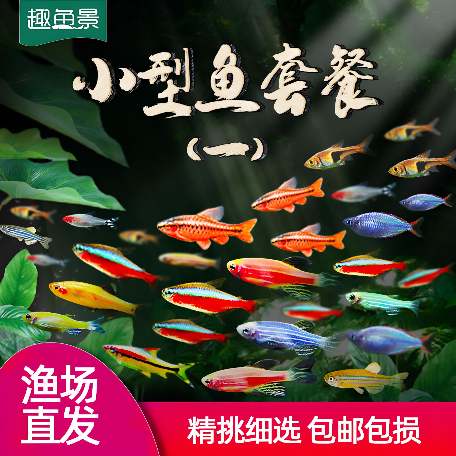 金鱼