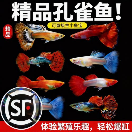 纯种孔雀鱼活体小型好养热带淡水