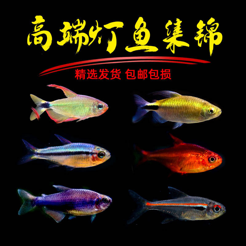 皇室青魔鬼灯鱼南美灯鱼热带观赏鱼可卡灯电光蝴蝶凯蒂蓝凯瑞群游