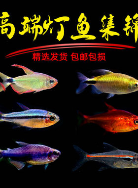 皇室青魔鬼灯鱼南美灯鱼热带观赏鱼可卡灯电光蝴蝶凯蒂蓝凯瑞群游