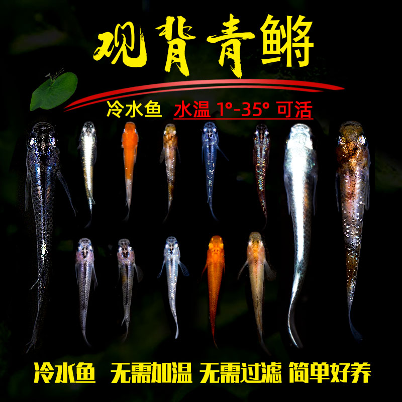 观背青鳉鱼小型冷水观赏鱼