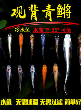 观背青鳉鱼小型冷水观赏鱼已繁殖古法养殖好养皮实不打氧不加温