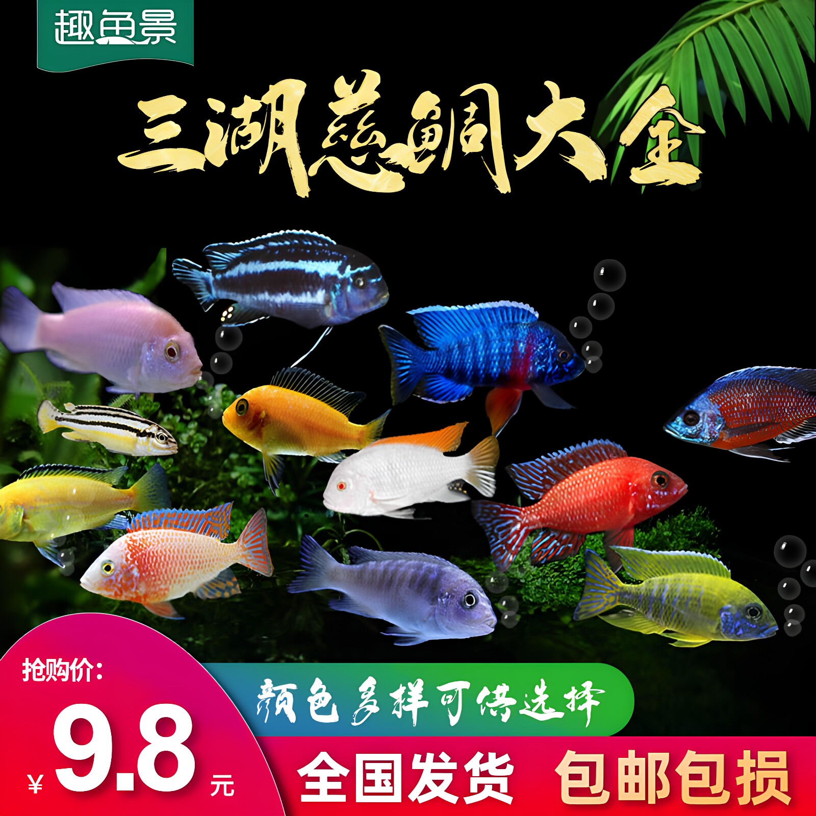 三湖慈鲷活体 马鲷科岩栖像海水鱼热带鱼活体小型淡水观赏鱼马鲷