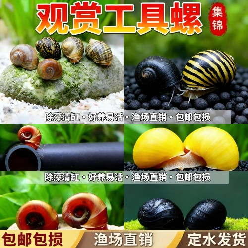 鱼缸观赏除藻苹果螺蜗牛