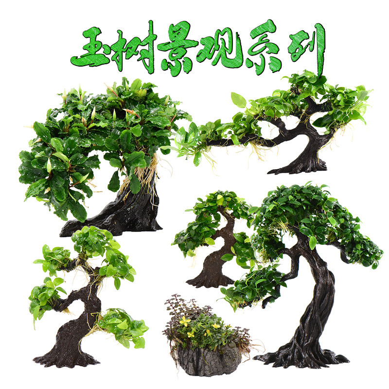 玉树造景莫斯树仿真沉木活体真水草淡鱼缸套餐阴性水榕水无土植物,宠物/宠物食品及用品,水草,淘宝优惠券,粉丝福利购,淘宝优惠卷