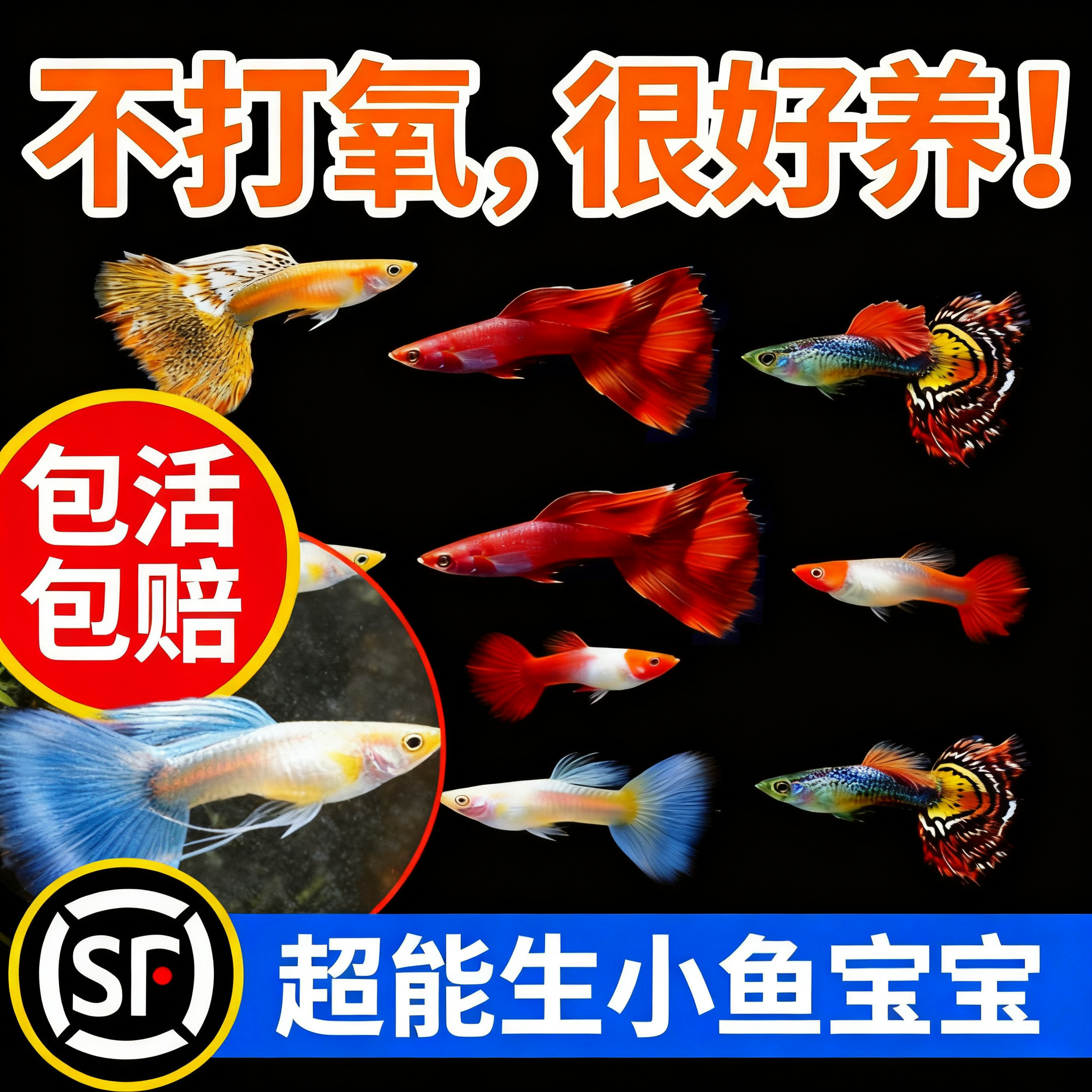 孔雀鱼观赏鱼活体金鱼热带小型淡水马凤尾鱼好养耐活易繁殖斑鱼苗