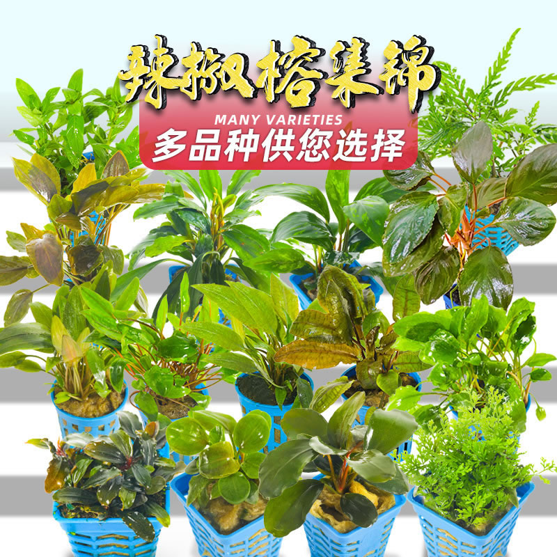 造景阴性辣椒入门活体水草