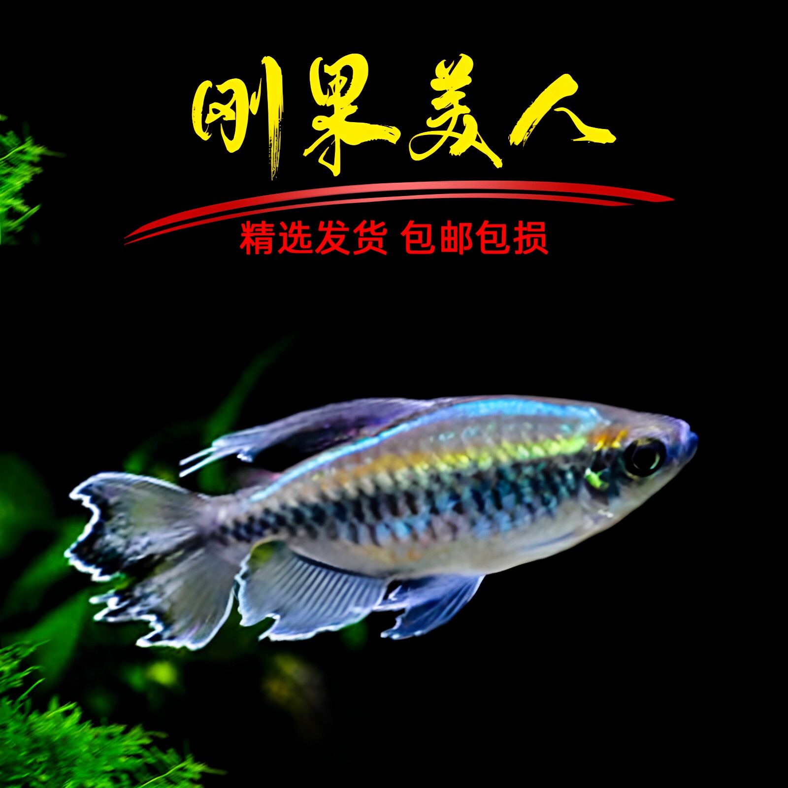 小型活体观赏鱼热带刚果美人淡水图片