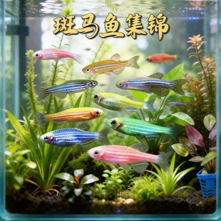 热带观赏鱼红蓝斑马鱼小型金鱼苗观赏鱼蝶翼精品孔雀红绿灯科活体