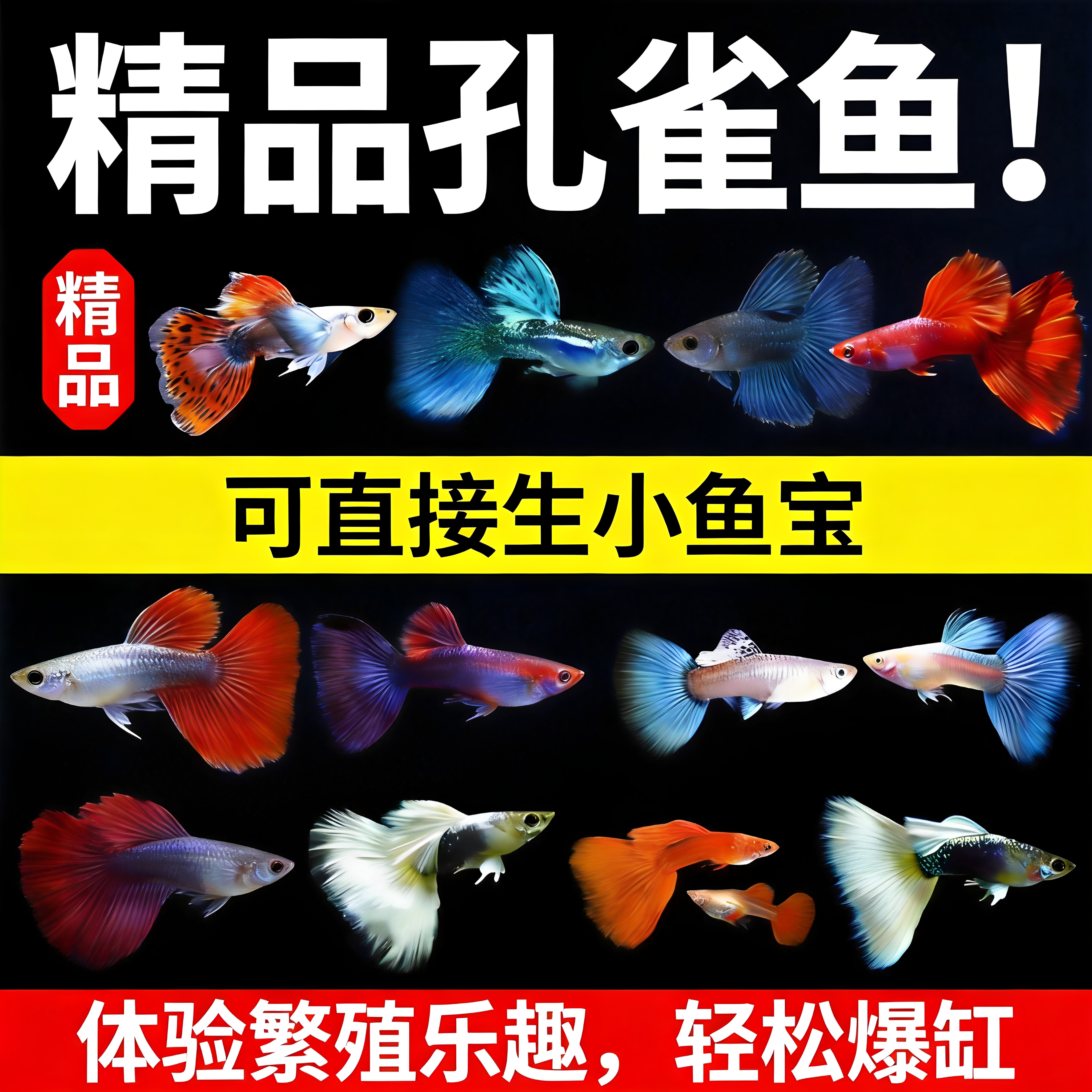 孔雀鱼热带鱼观赏鱼苗精品小型淡水好养耐活金鱼斑马大尾凤尾纯种