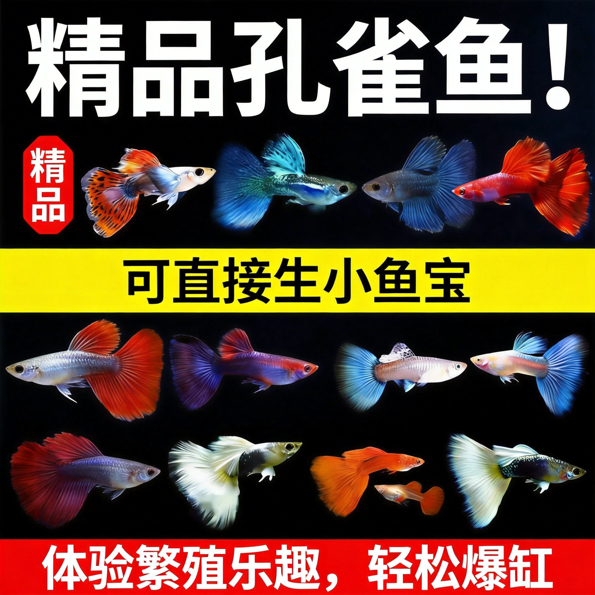 孔雀鱼热带鱼观赏鱼苗精品小型淡水好养耐活金鱼斑马大尾凤尾纯种