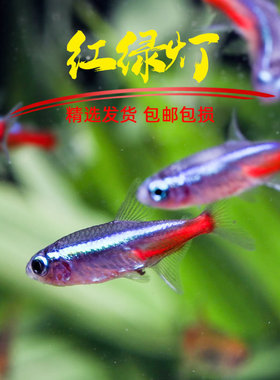 热带淡水活体观赏宠物鱼小型宝莲灯斑马红绿灯孔雀群游鱼苗灯科鱼