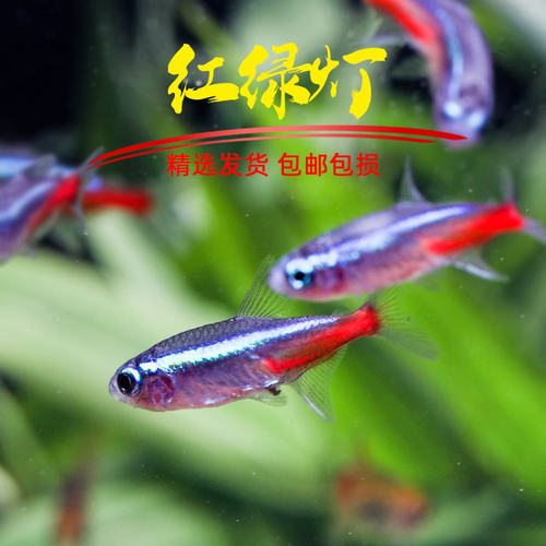趣鱼景红绿灯灯鱼淡水包邮热带鱼