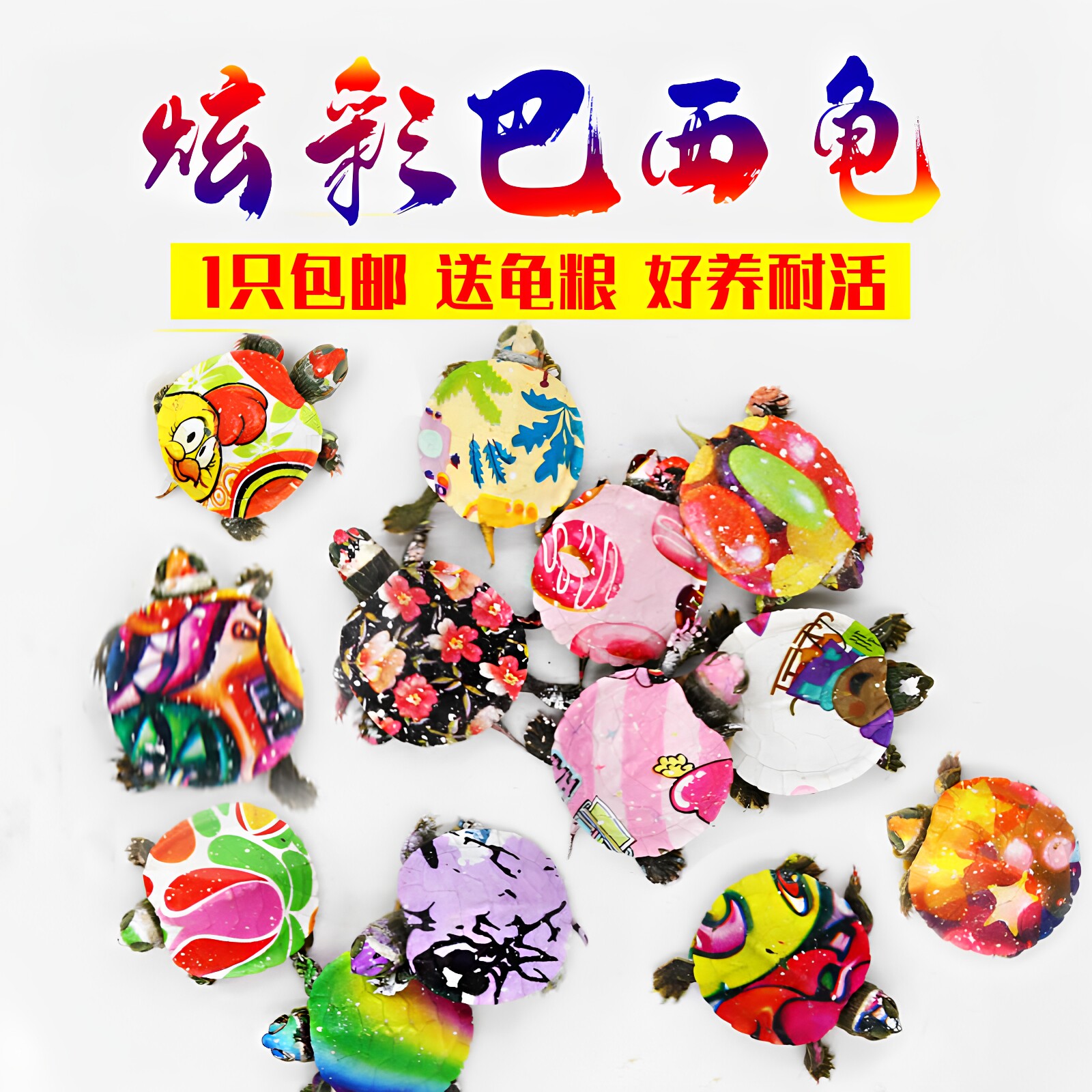 巴西小乌龟大小活体活物红耳龟水龟观赏乌龟好养活情侣一对宠物龟