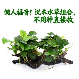水草植物鱼缸造景真草水榕绿植阴性蜈蚣草鱼草水草水质沉底沉木