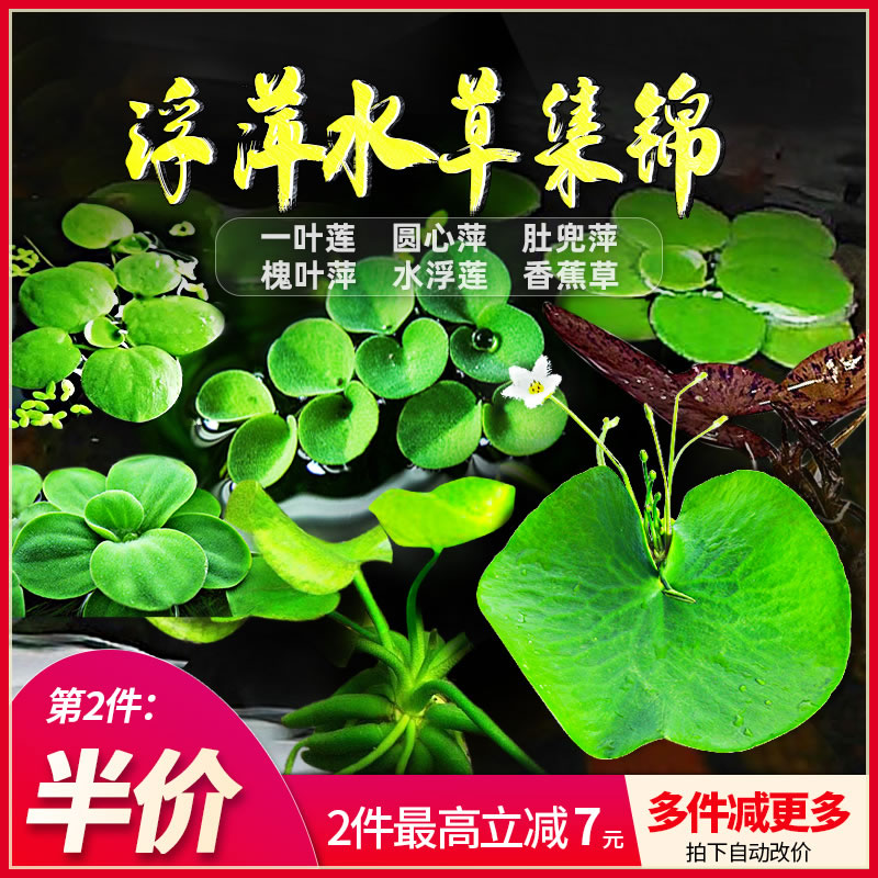 水草活体植物四季浮性no3微景观