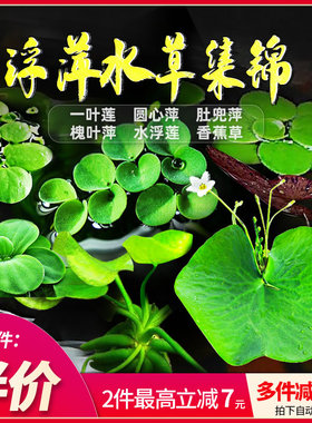 鱼缸浮萍水草活体植物四季浮性除NO3净化水质微景观增氧水草浮萍
