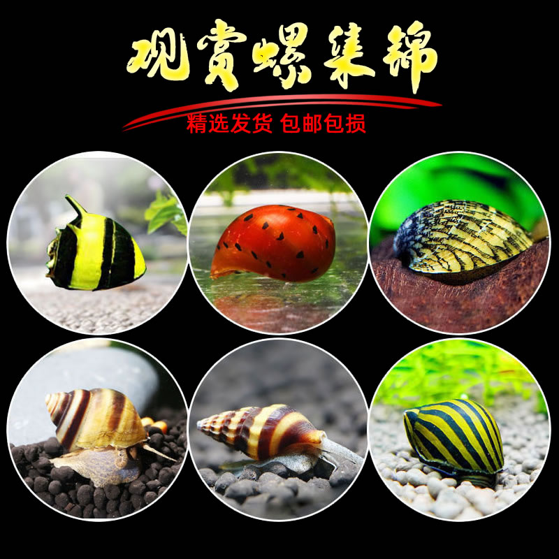趣鱼景观赏螺除藻淡水苹果螺包邮