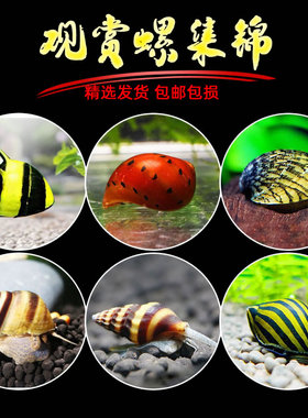 观赏螺淡水除藻工具苹果螺神秘斑马杀手宠物活体洋葱黄金黑金刚螺