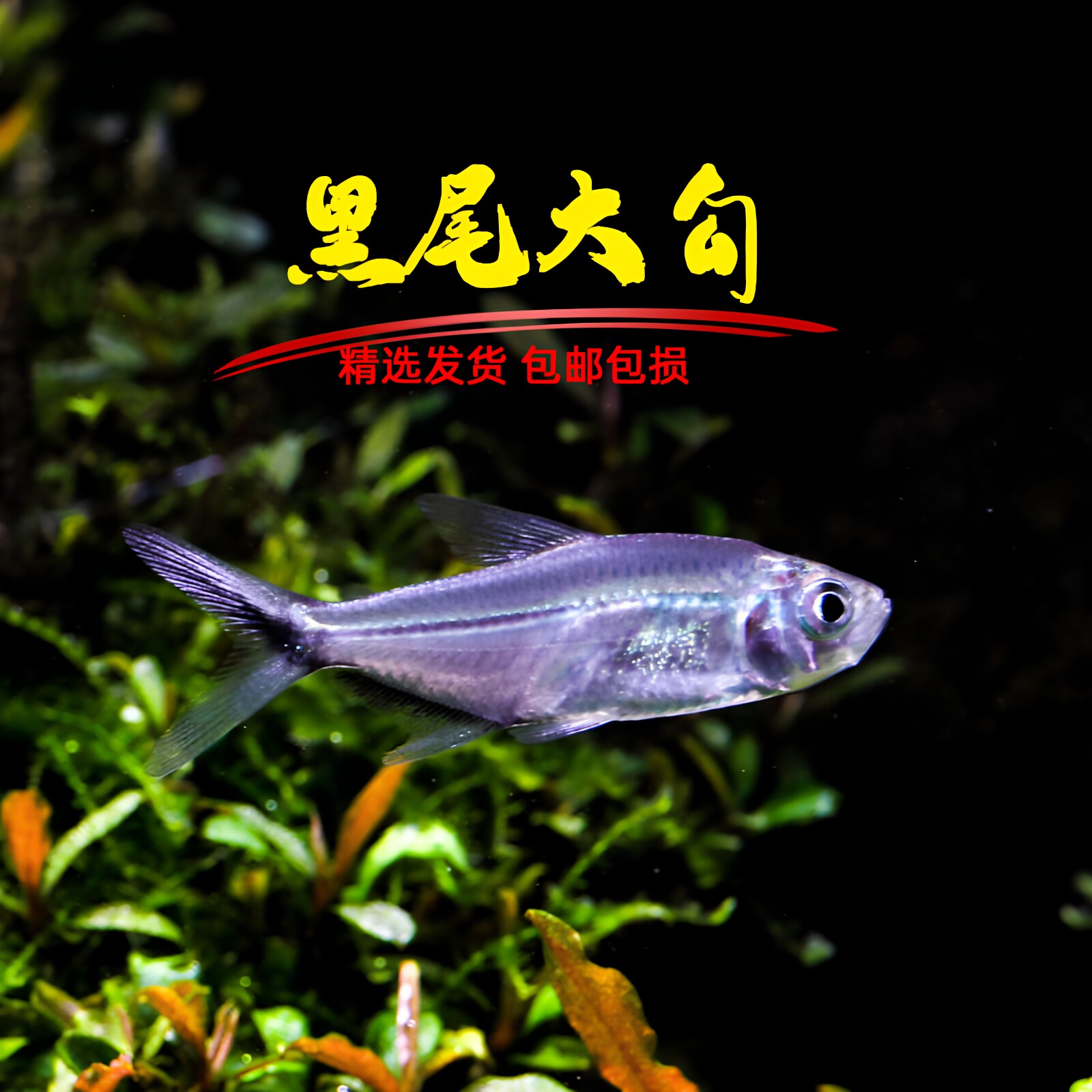 黑尾大勾热带观赏鱼小型淡水好养鱼活鱼苗草缸鱼灯科鱼群游宠物鱼