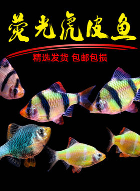 虎皮鱼活体热带观赏鱼小型鱼新手好养耐活绿虎皮淡水鱼四间虎皮鱼