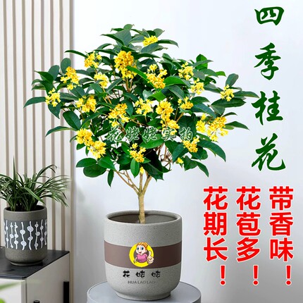四季桂花超长花期盆栽室内好养易活植物浓香型花庭院大型绿植热卖