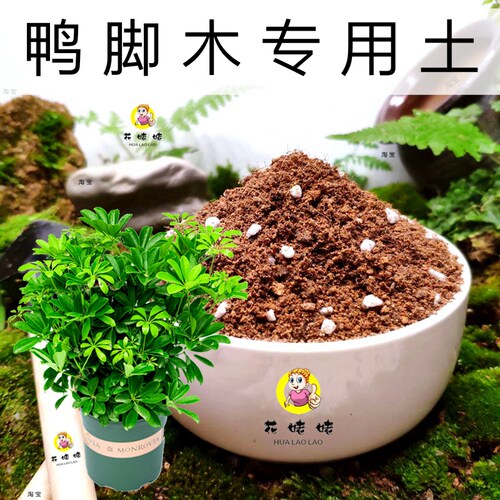 绿植鸭掌木弱酸性专用土